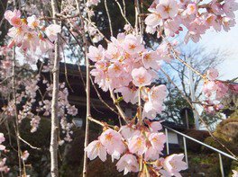 【桜・見ごろ】福田寺のシダレザクラ
