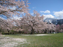 秩父のシンボル武甲山と芝生広場の桜