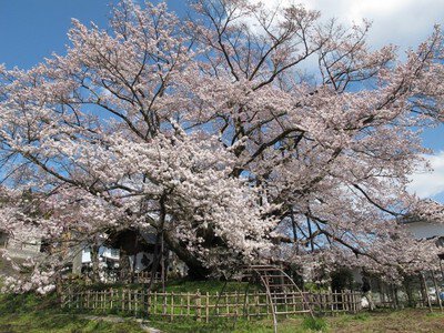 【桜・見ごろ】素桜神社の神代桜