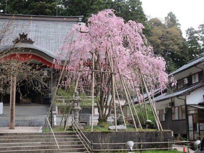 安居寺公園の桜