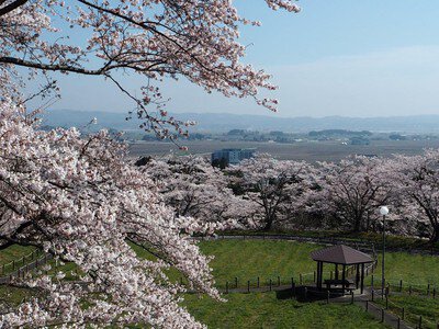 御本丸公園の桜(宮城県)
