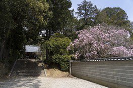 安祥寺の桜