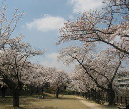 【桜・見ごろ】嬉野川遊歩道　温泉公園