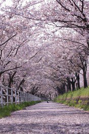 平田公園と大榑川の桜並木