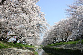 川辺に桜の木が立ち並び、水面に花びらを映す
