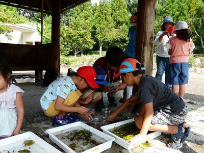 平井先生の生き物観察会と昆虫標本教室