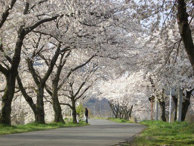 【桜・見ごろ】茶臼山の桜並木