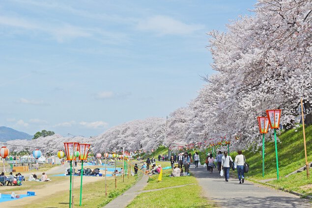 岡山県の桜名所・お花見