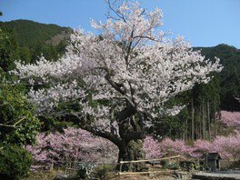 【桜・見ごろ】春谷寺のエドヒガン桜