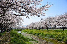 【桜・見ごろ】草場川の桜並木