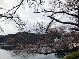 【桜・見ごろ】青蓮寺湖周辺
