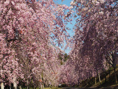 たけべの森公園の桜