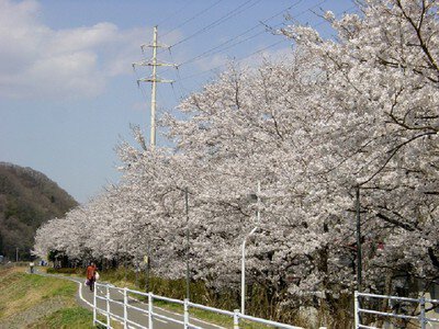 久慈川河川敷の桜並木の桜