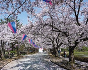 【桜・見ごろ】堂の前公園