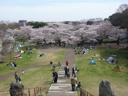 四季の森公園の桜