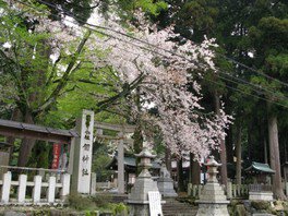 【桜・見ごろ】越前二の宮 劔神社