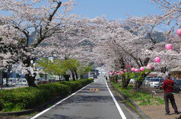 【桜・見ごろ】家山の桜トンネル