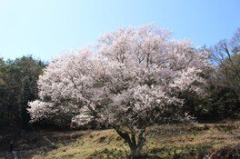 【桜・見ごろ】宿根の大桜