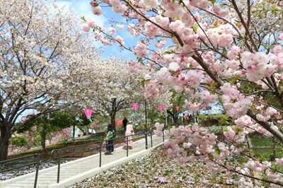 静峰ふるさと公園 八重桜まつり