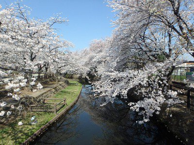 若泉公園の桜