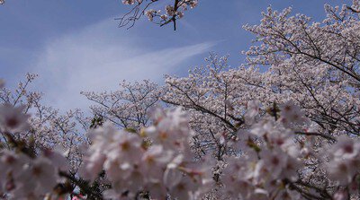 石上神宮外苑公園の桜