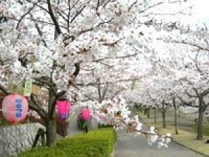 【桜・見ごろ】雪野山史跡広場「妹背の里」