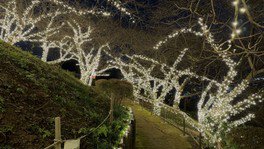 例年2月から3月にかけて、早咲きの河津桜を観に約10万人が訪れる桜散策路。その河津桜の幹や枝をイルミネーションで飾る
