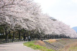 敷地内を流れる犬飼川周辺では多くの桜が咲き誇る