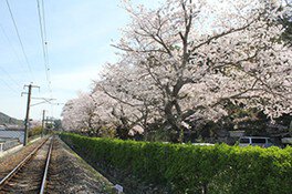 【桜・見ごろ】陶山神社
