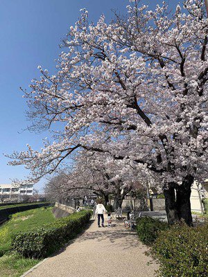 喜瀬川緑道の桜