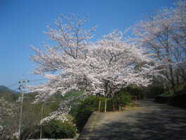 【桜・見ごろ】丸山公園