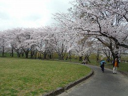 【桜・見ごろ】大野極楽寺公園