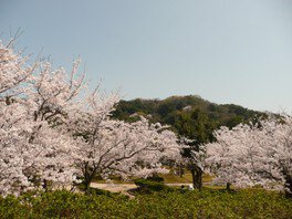 【桜・見ごろ】湊山公園