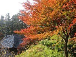 在原業平ゆかりの寺院で色づく紅葉