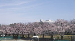 【桜・見ごろ】駒沢オリンピック公園
