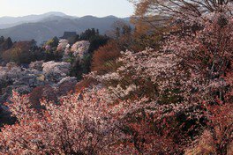 吉野山(下千本)の桜