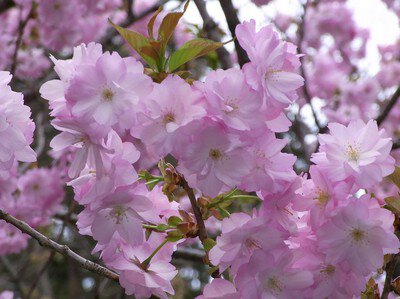 弥彦公園(遅咲き)の桜