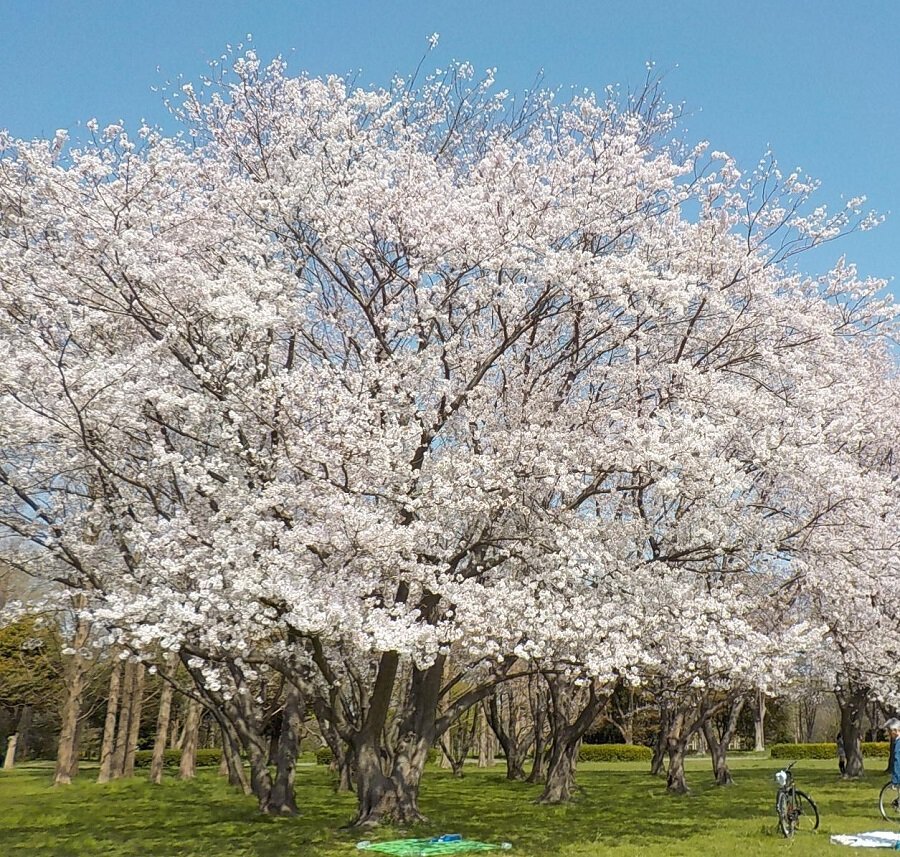 水 元 公園 桜