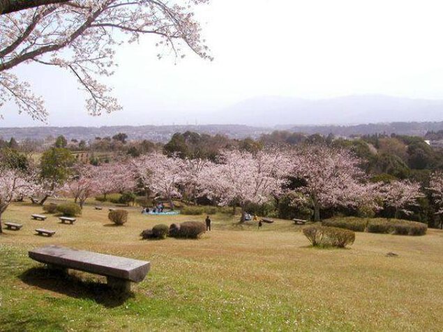 【桜・見ごろ】人吉城跡　村山公園