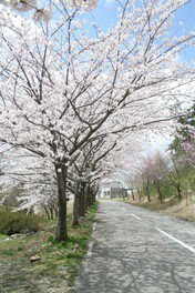 【桜・見ごろ】白虎山公園