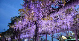 玉野市渋川公園「藤棚」ライトアップ