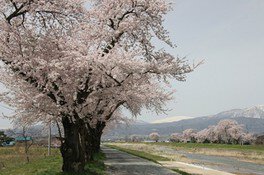 一枚の絵のように美しい桜並木