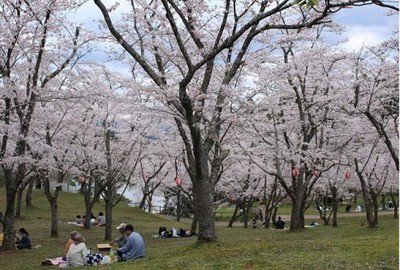 【桜・見ごろ】萩尾公園