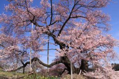 【桜・見ごろ】茶園のサクラ