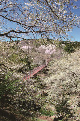 駿河平自然公園の桜