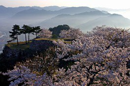 竹田城跡を彩る満開の桜