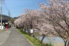 【桜・見ごろ】賀茂川沿いの桜並木