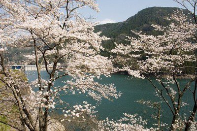【桜・見ごろ】蜂の巣湖公園