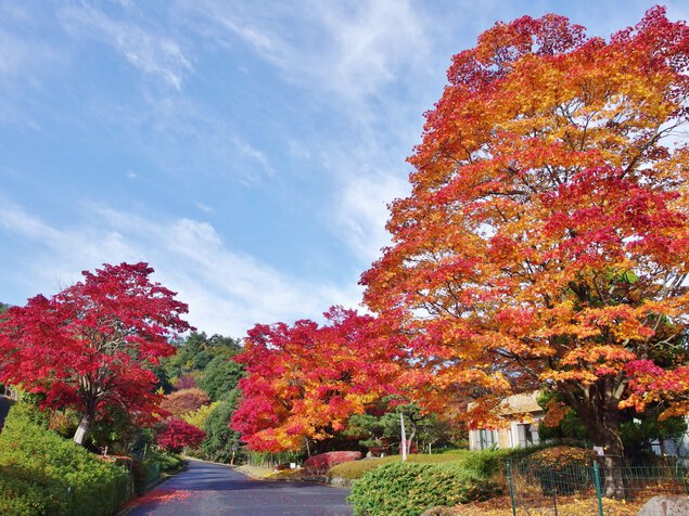 ひろしま遊学の森 広島県緑化センターの紅葉