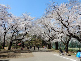 三宝寺付近の桜